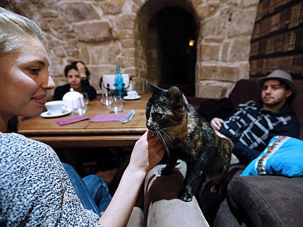 paris lunch with a cat